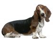 Basset hound, 22 months old, sitting in front of white background