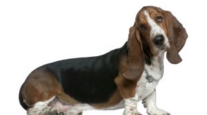 Basset hound, 22 months old, sitting in front of white background