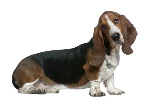 Basset hound, 22 months old, sitting in front of white background