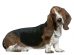 Basset hound, 22 months old, sitting in front of white background
