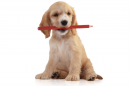 Puppy with Pencil