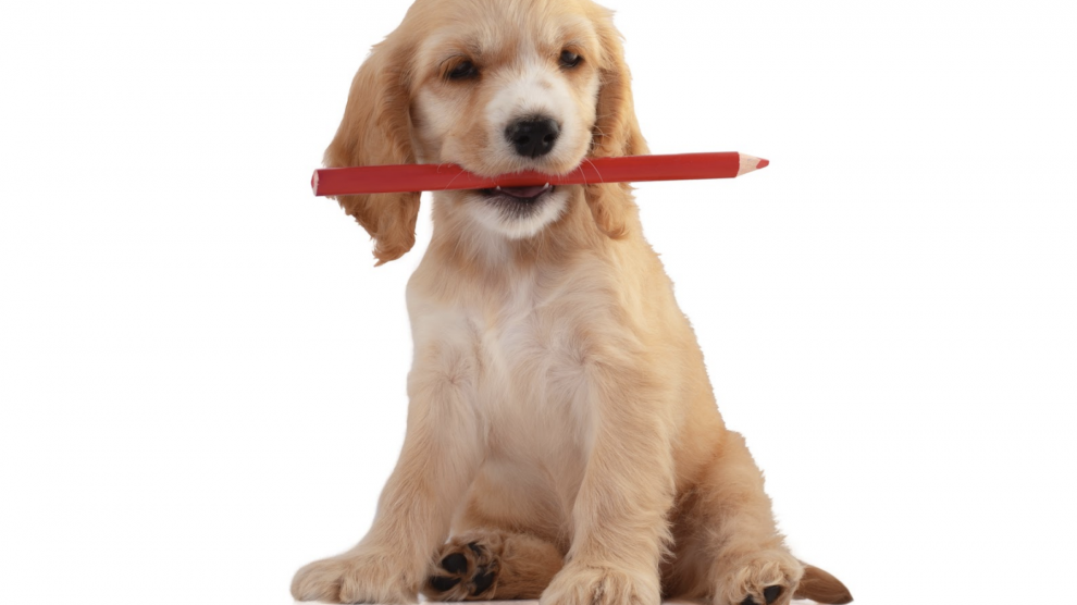 Puppy with Pencil